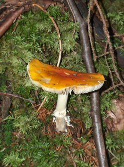 Fungo rosso da determinare